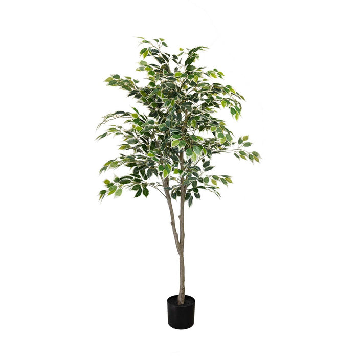 Ficus Plant Green In Pot 183cm