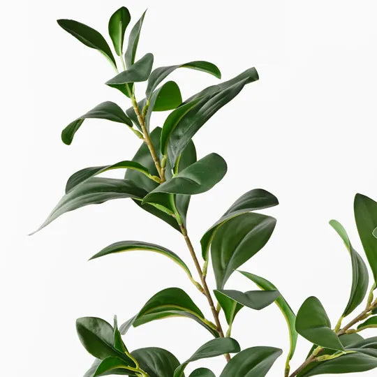 Ficus Spray 68cm Green Pack of 12