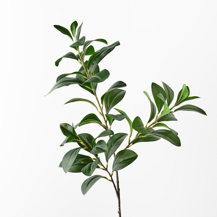 Ficus Spray 68cm Green Pack of 12