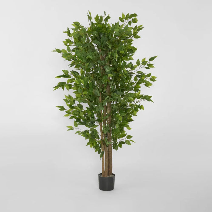 Ficus Tree 160cm Green