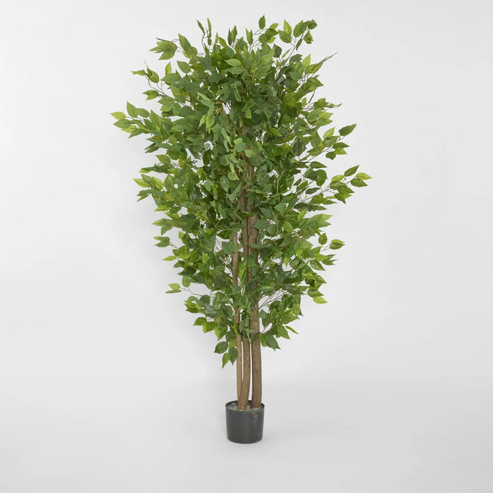 Ficus Tree 160cm Green