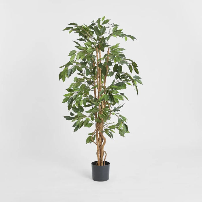 Ficus Tree 170cm