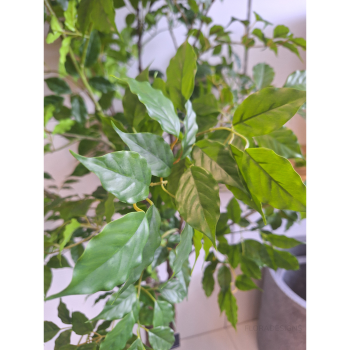 Ficus Tree Green 180cm - Pack of 2