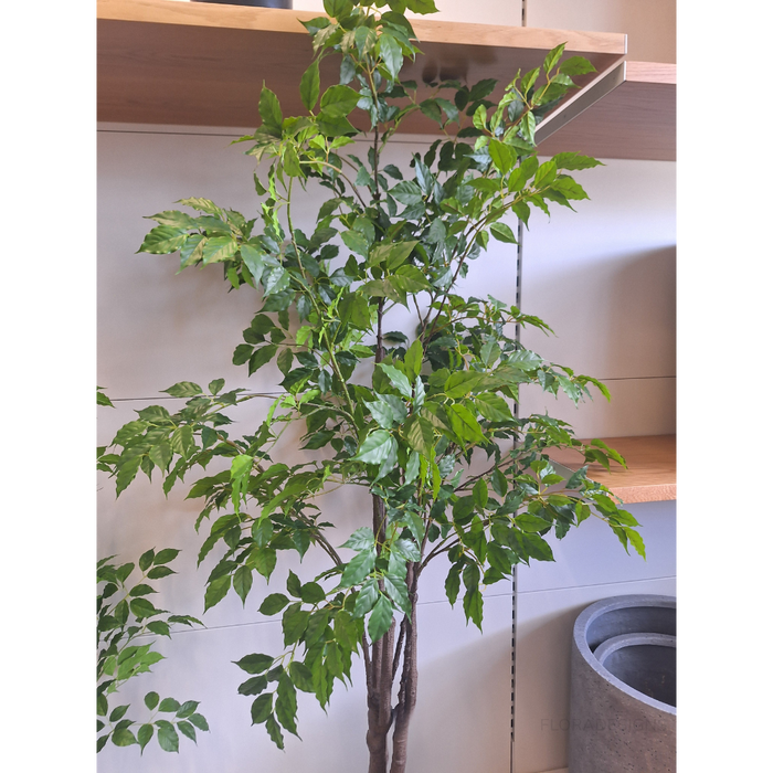 Ficus Tree Green 180cm - Pack of 2