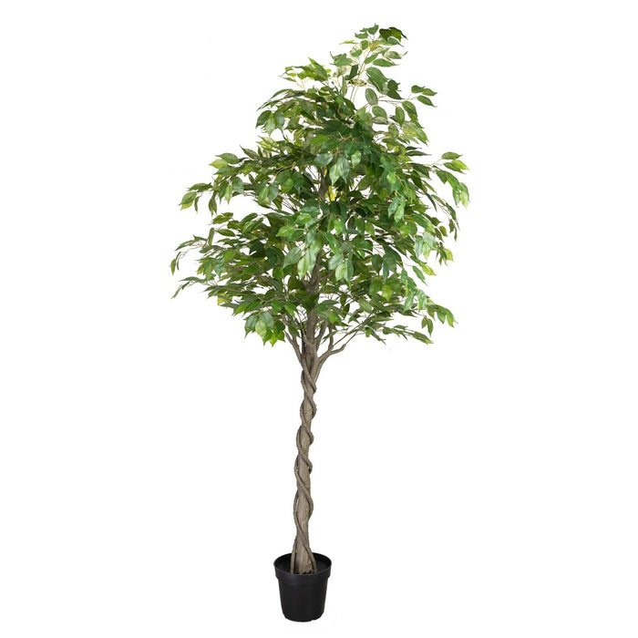 Ficus Tree Green In Pot 240cm