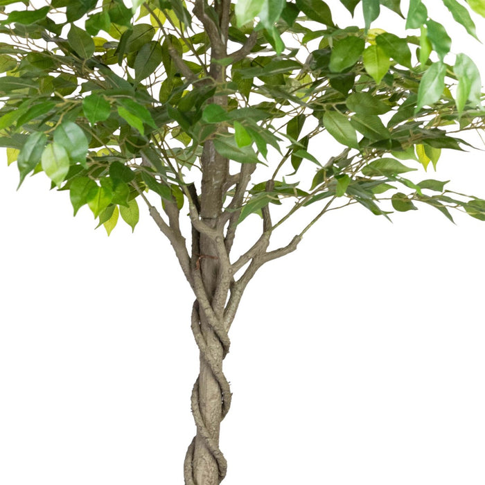 Ficus Tree Green In Pot 240cm