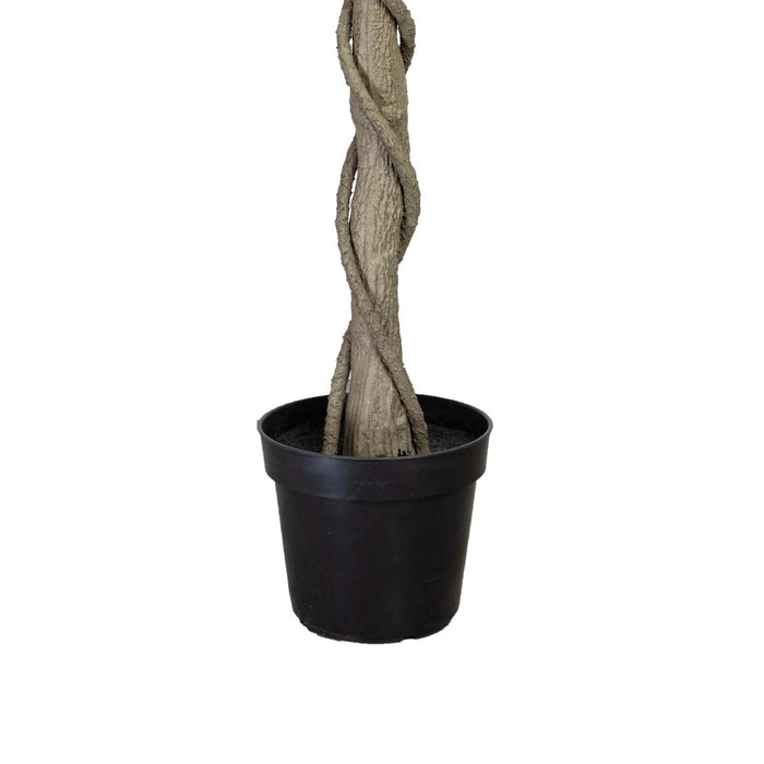 Ficus Tree Green In Pot 240cm