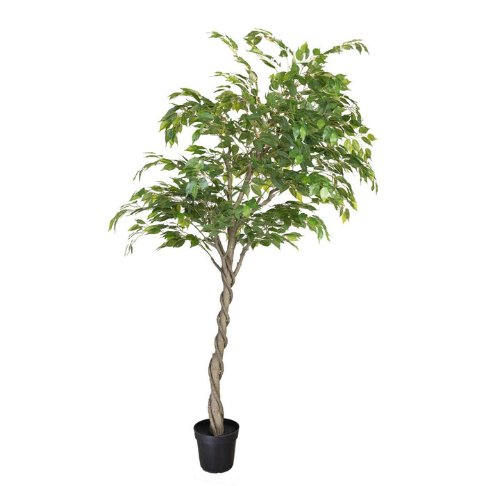 Ficus Tree Green In Pot 240cm