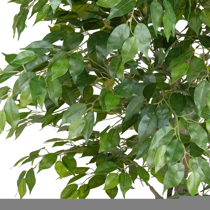 Ficus Tree Green In Pot 240cm