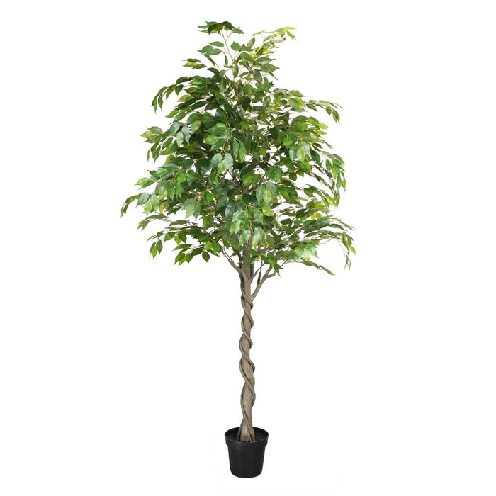 Ficus Tree Green In Pot 240cm