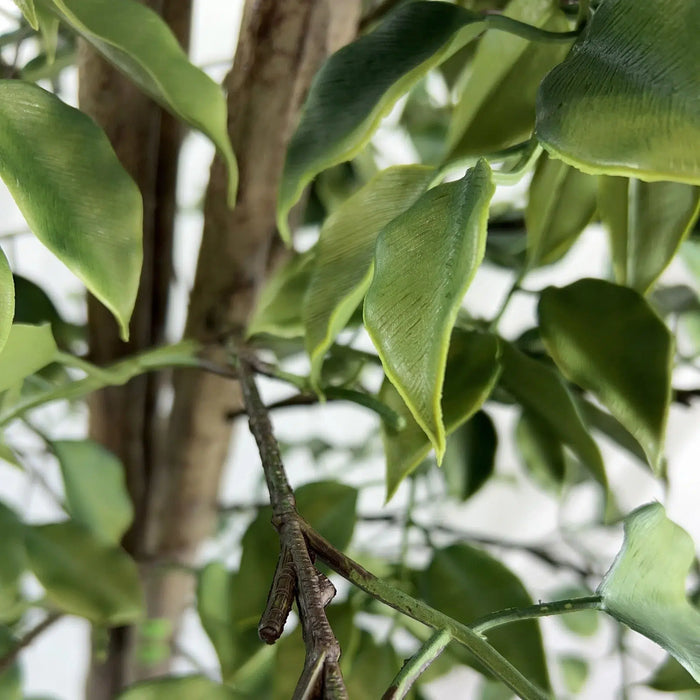 Ficus Tree UV Resistant Green 180cm
