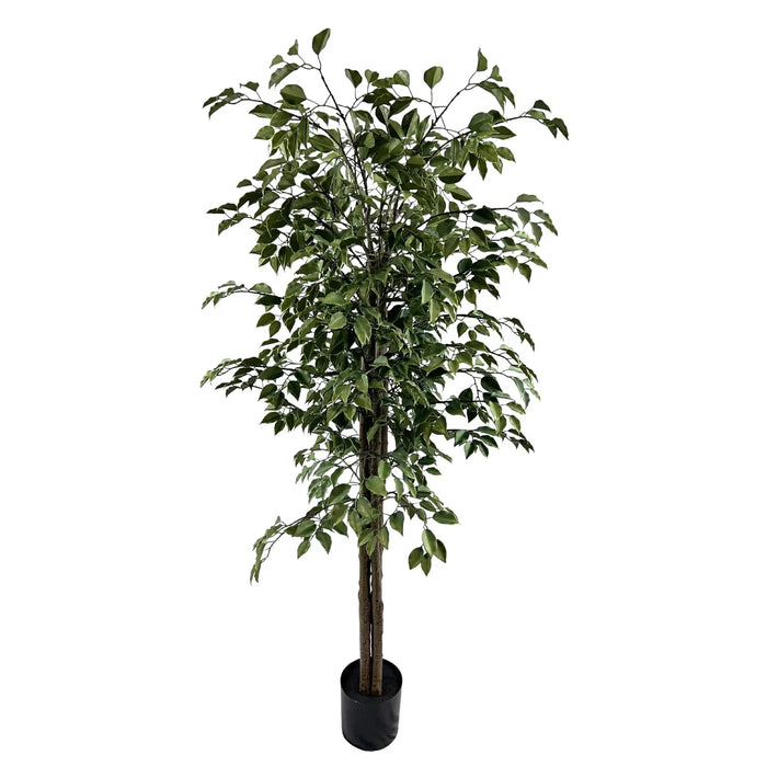 Ficus Tree UV Resistant Green 180cm