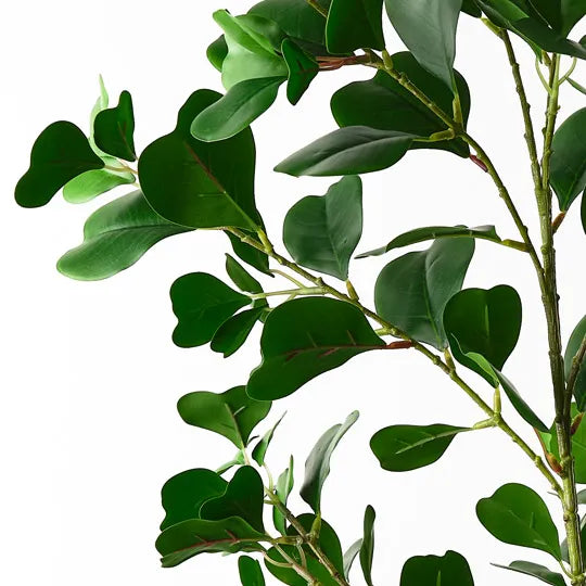 Ficus Triangle Spray 122cm Green Pack of 6