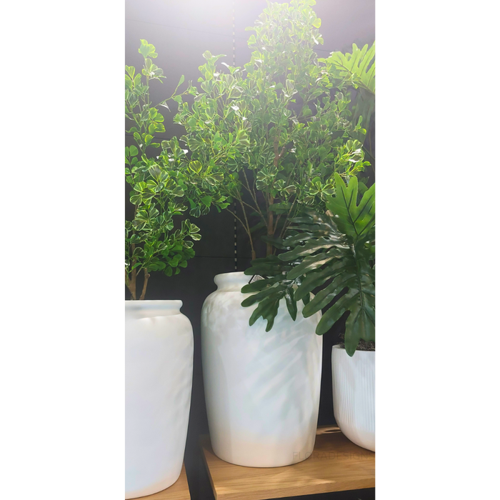 Ficus Triangle Tree 130cm Pack of 2