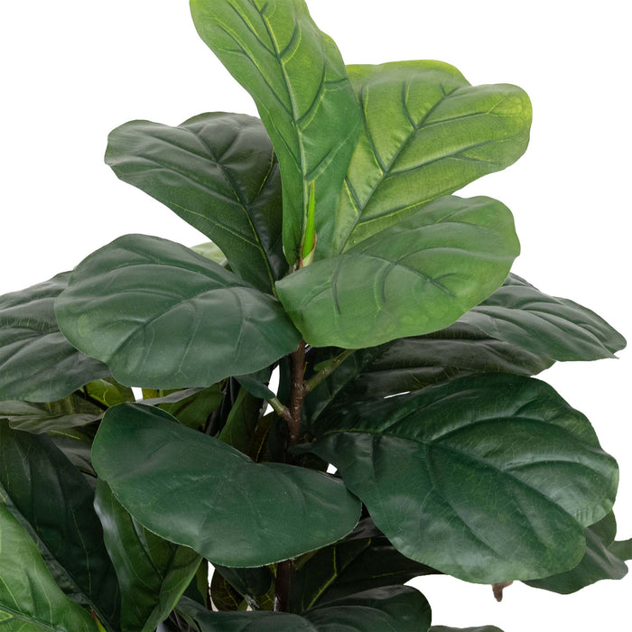 Fiddle Leaf Plant In Pot 90cm