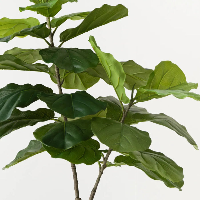 Fiddle Leaf Tree 120cm, Pack of 2