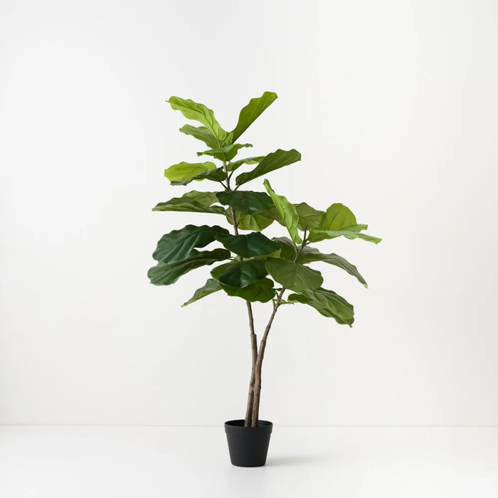 Fiddle Leaf Tree 120cm, Pack of 2