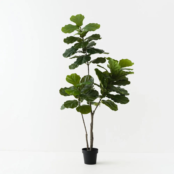 Fiddle Leaf Tree Green 180cm Pack of 2