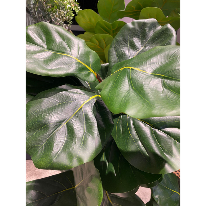 Fiddle Leaf Tree Green 210cm