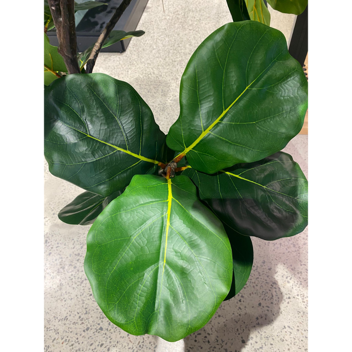 Fiddle Leaf Tree Green 210cm
