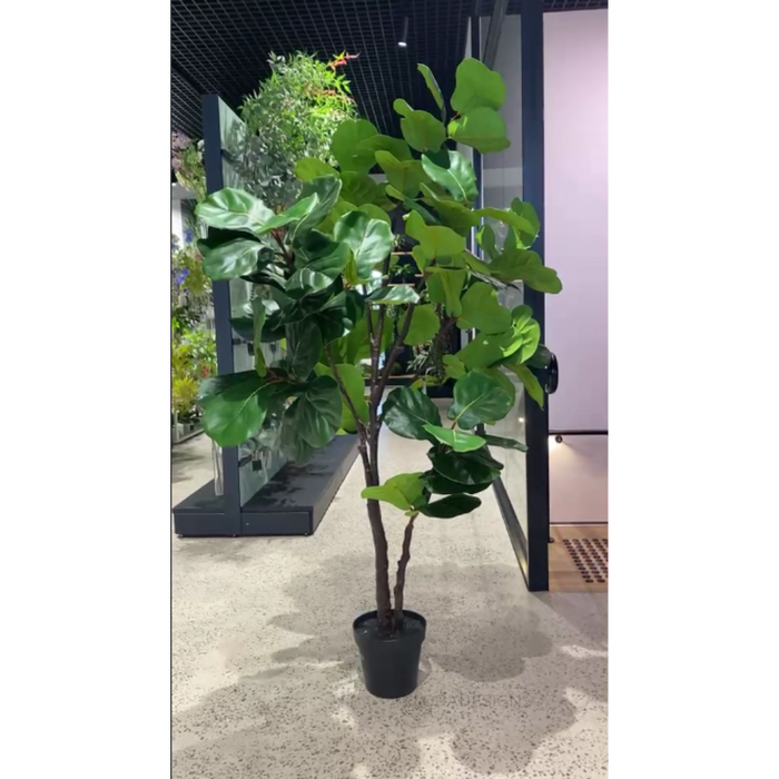 Fiddle Leaf Tree Green 210cm