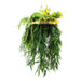 Gold Framed Roof Hanging Disc with Draping Ferns Plants 80cm - FLORA DESIGNS