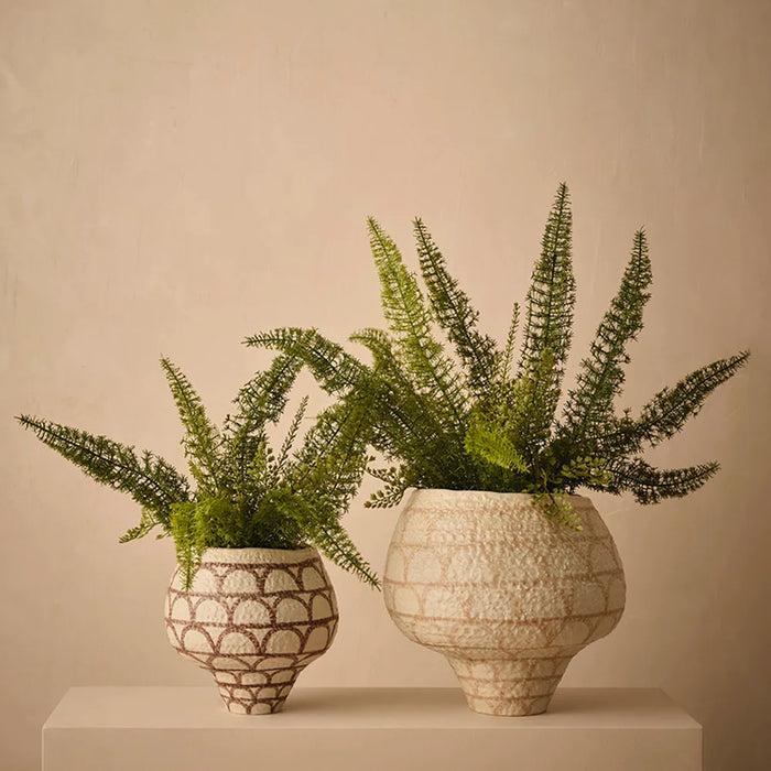 Foxtail Fern Plant 50cm Green - Pack of 2