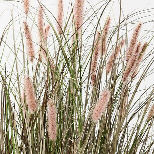 Foxtail Grass Plant Mauve Green 116cm Pack of 2