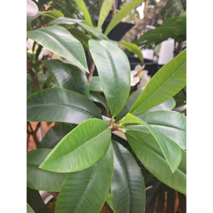 Frangipani Plant White Yellow 150cm