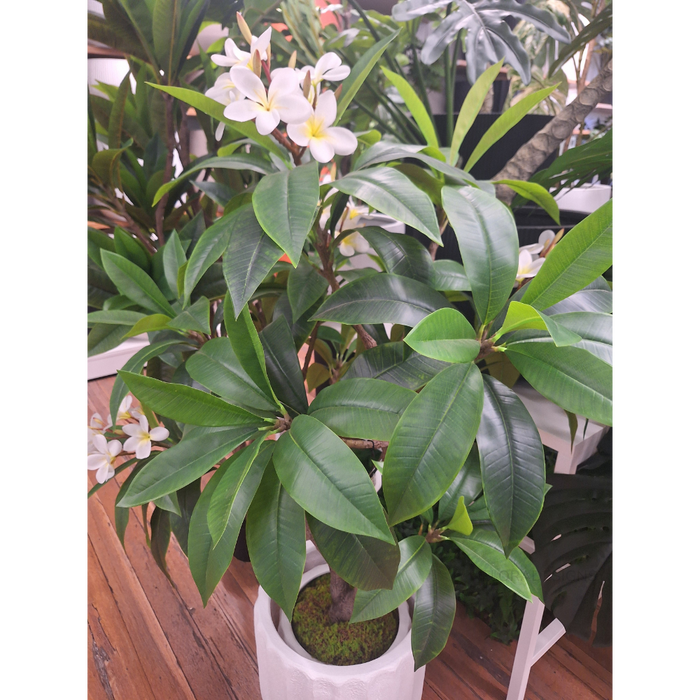 Frangipani Plant White Yellow 150cm