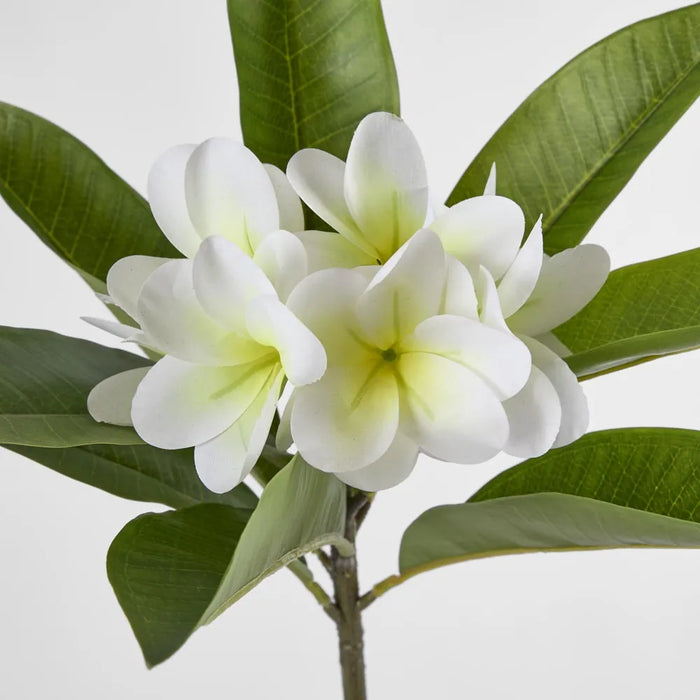 Frangipani Stem White 88cm Pack of 12