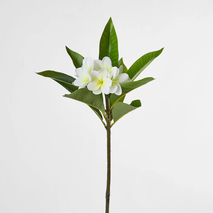 Frangipani Stem White 88cm Pack of 12