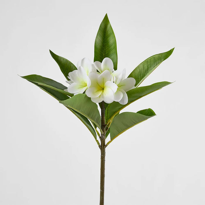 Frangipani Stem White 88cm Pack of 12