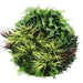 Slimline Artificial Green Wall Disc Art Grassy Fern 80cm - FLORA DESIGNS