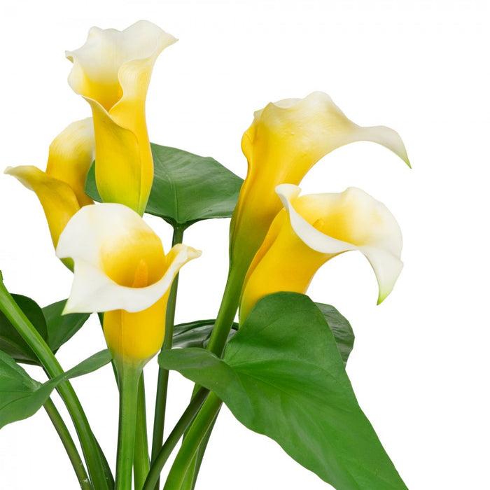 Calla Lily Yellow in Glass Vase - 60cm