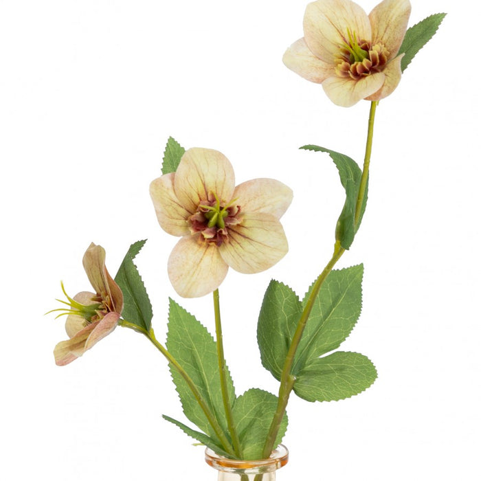 Helleborus Spray in a Glass Orange - 33cm