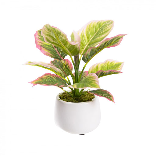 Pink Croton Plant In Pot