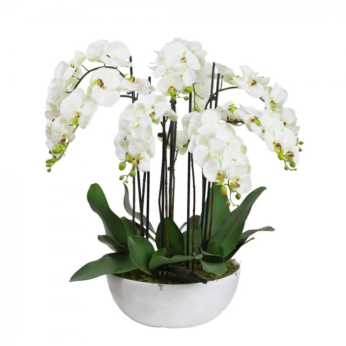 Orchid Apple Green In White Bowl 75cm