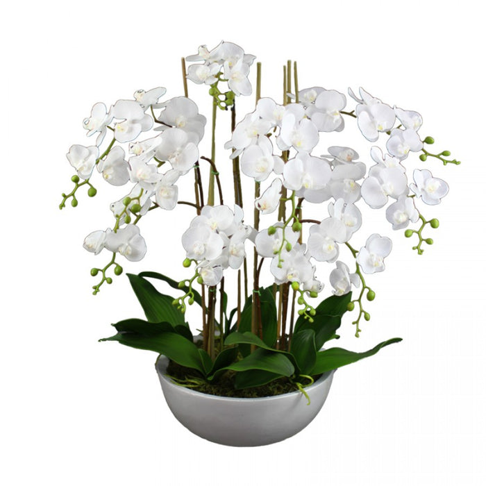 Phalaenopsis Orchid In White Bowl 75cm