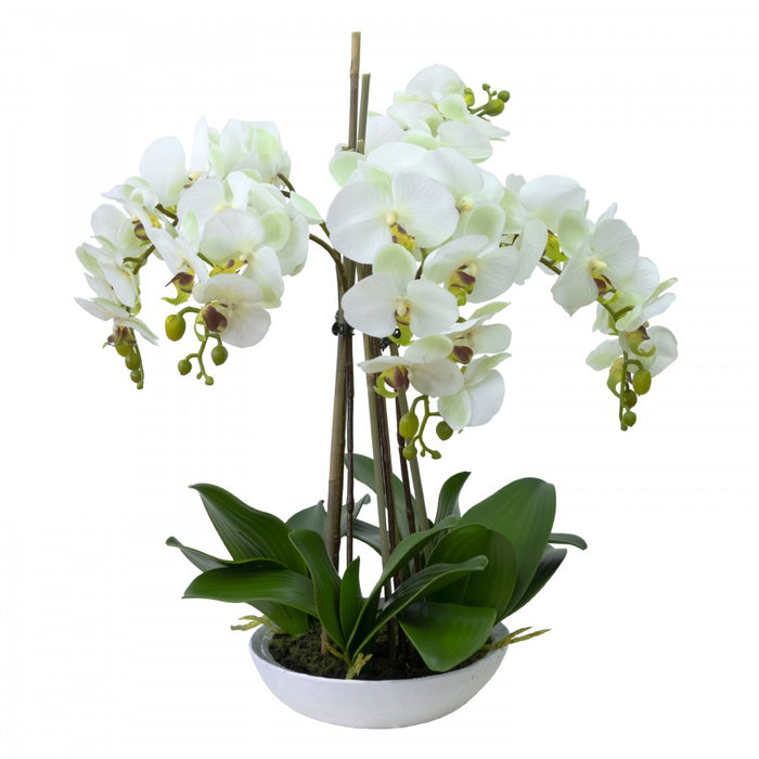 Phal Apple Green Orchid In White Bowl 45cm