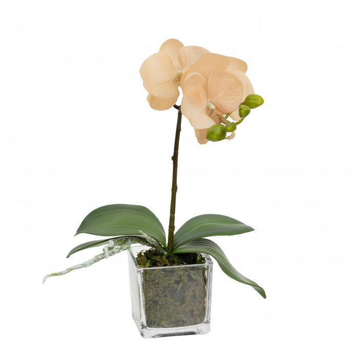 Orchid In Square Glass Apricot 32cm Set of 2