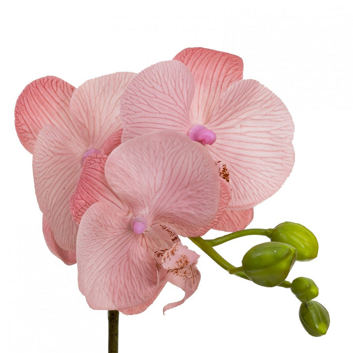 Orchid In Square Glass Light Mauve Pink 32cm Set of 2