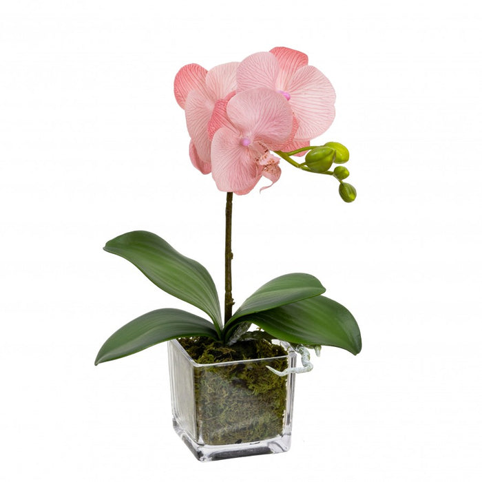 Orchid In Square Glass Light Mauve Pink 32cm Set of 2