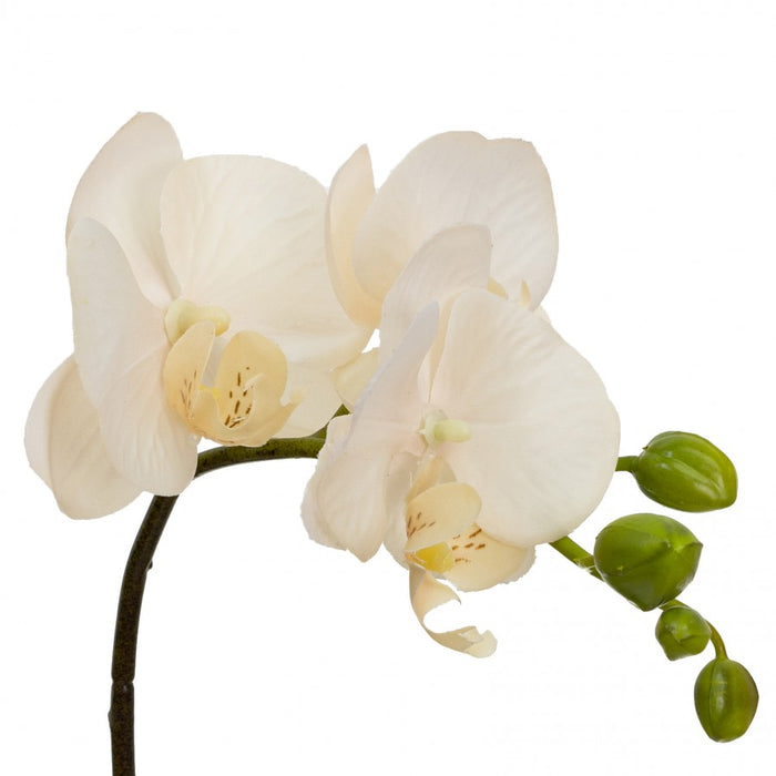 Orchid In Square Glass Peach 32cm Set of 2