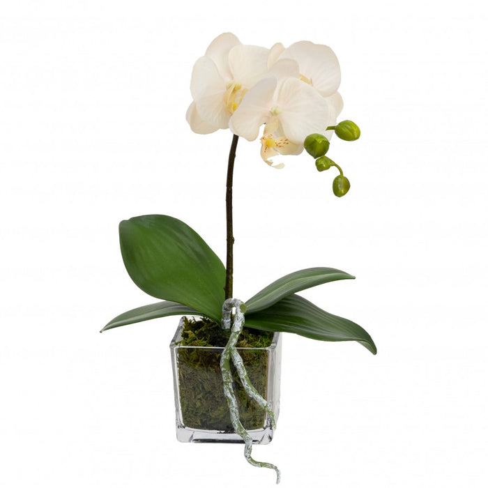 Orchid In Square Glass Peach 32cm Set of 2