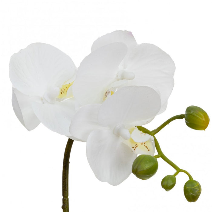 Orchid In Square Glass White 32cm Set of 2