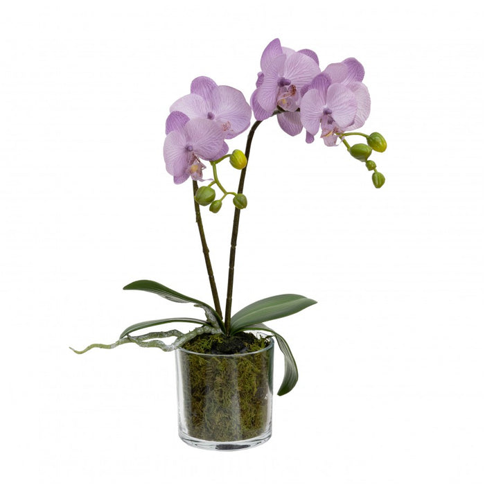 Orchid In Cylinder Glass Lavender 40cm Set of 2