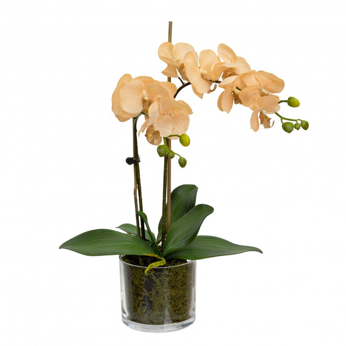 Orchid In Cylinder Glass Apricot 45cm