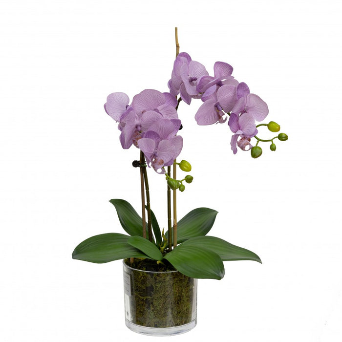 Orchid in Cylinder Glass 45cm Lavender Purple