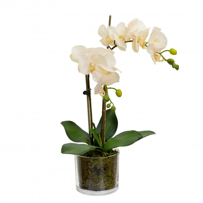 Orchid In Cylinder Glass Peach 45cm